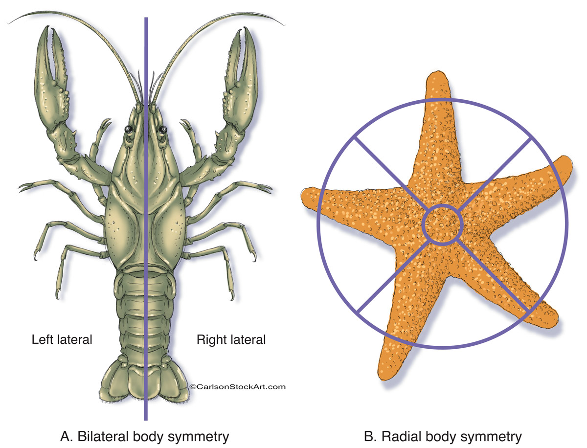 Illustration showing examples of of bilateral and radial adult body symmetry.