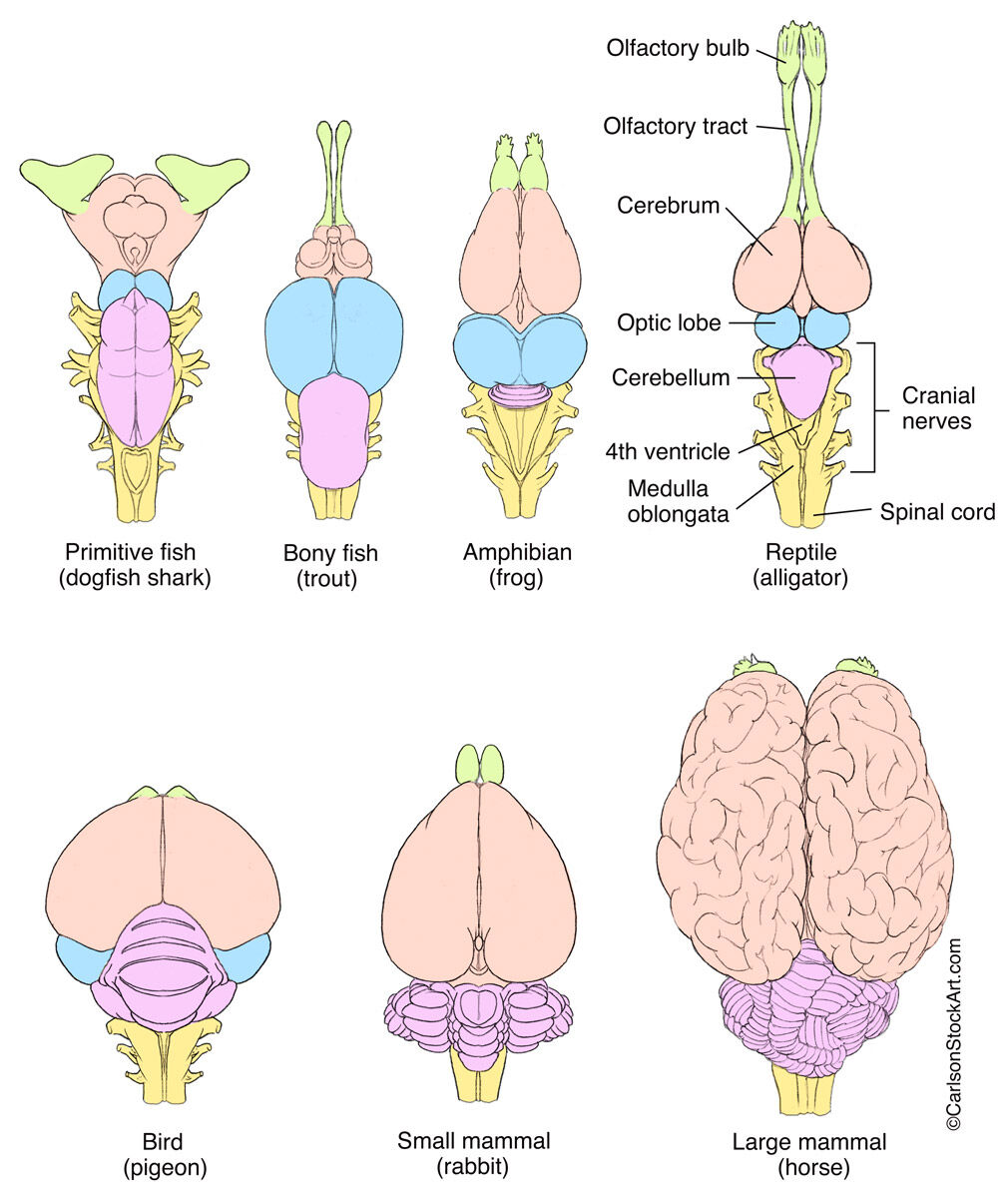Illustration of the comparative evolution of representative vertebrate brains.