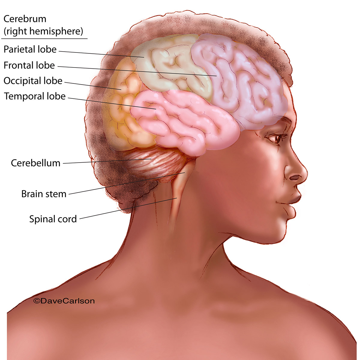 Color illustration of the general surface anatomy of the human brain, with lobes of cerebrum delineated