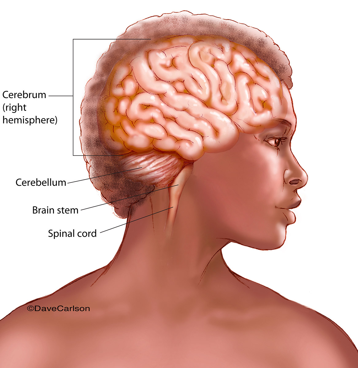 Illustration showing the cerebral cortex, cerebellum and brainstem within the head.