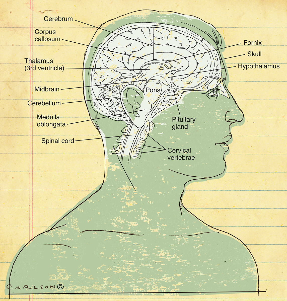 Poster style illustration of the midsagittal anatomy of the human brain.&nbsp; Also available with labels.