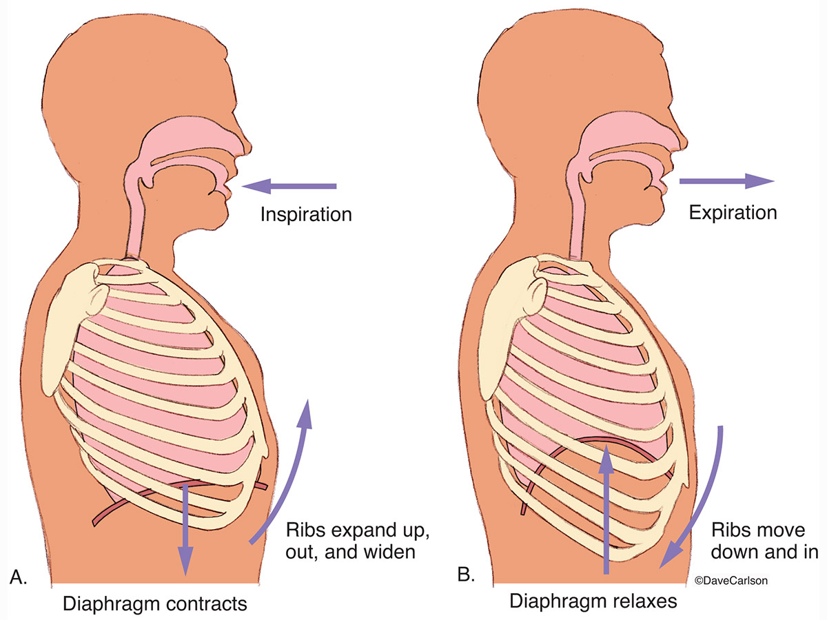 Illustration of breathing, showing the relationship of the lungs, diaphragm and ribcage.