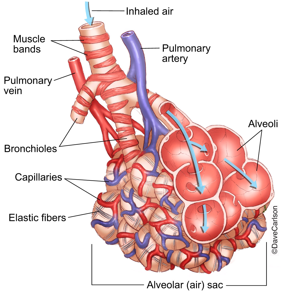 Illustration of lung bronchioles, alveoli, blood vessels and associated structures.