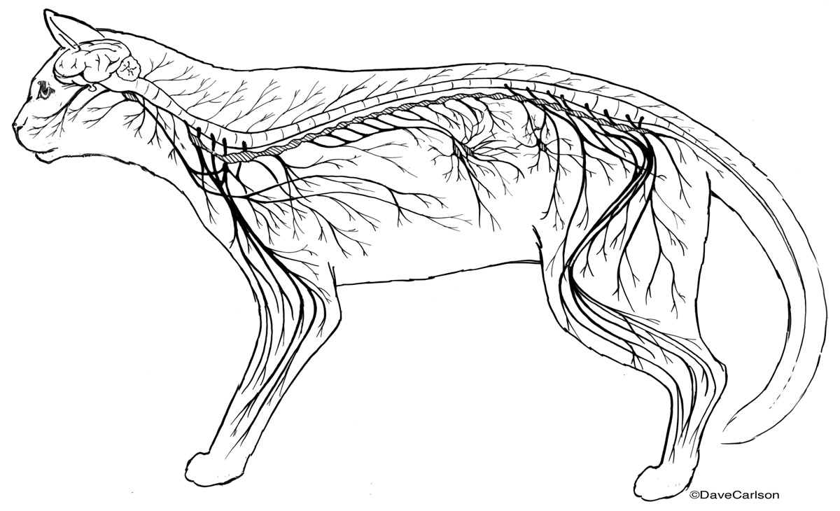 Line drawing illustration of the generalized nervous system of a cat (lateral view)
