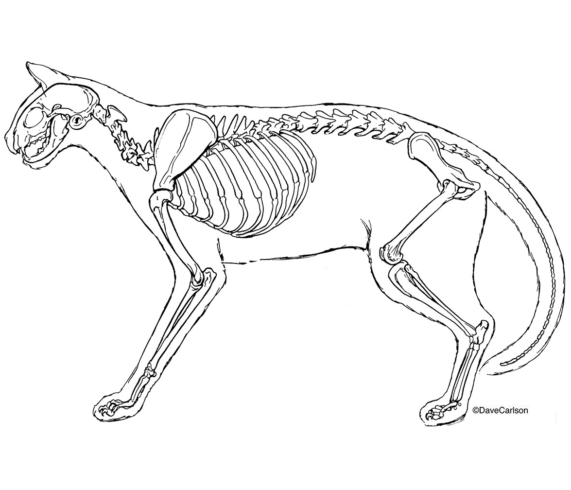 B&W illustration of feline skeleton.