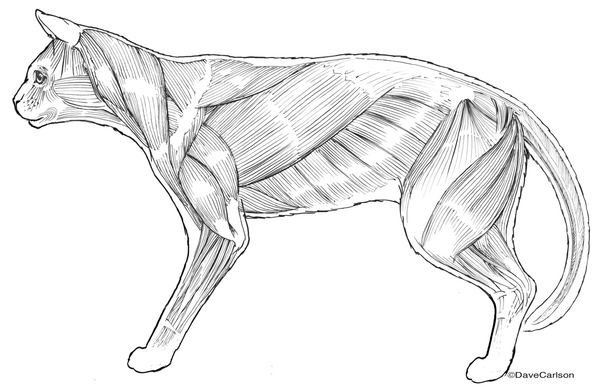 Line drawing illustration of the superficial muacles of a cat (lateral view)
