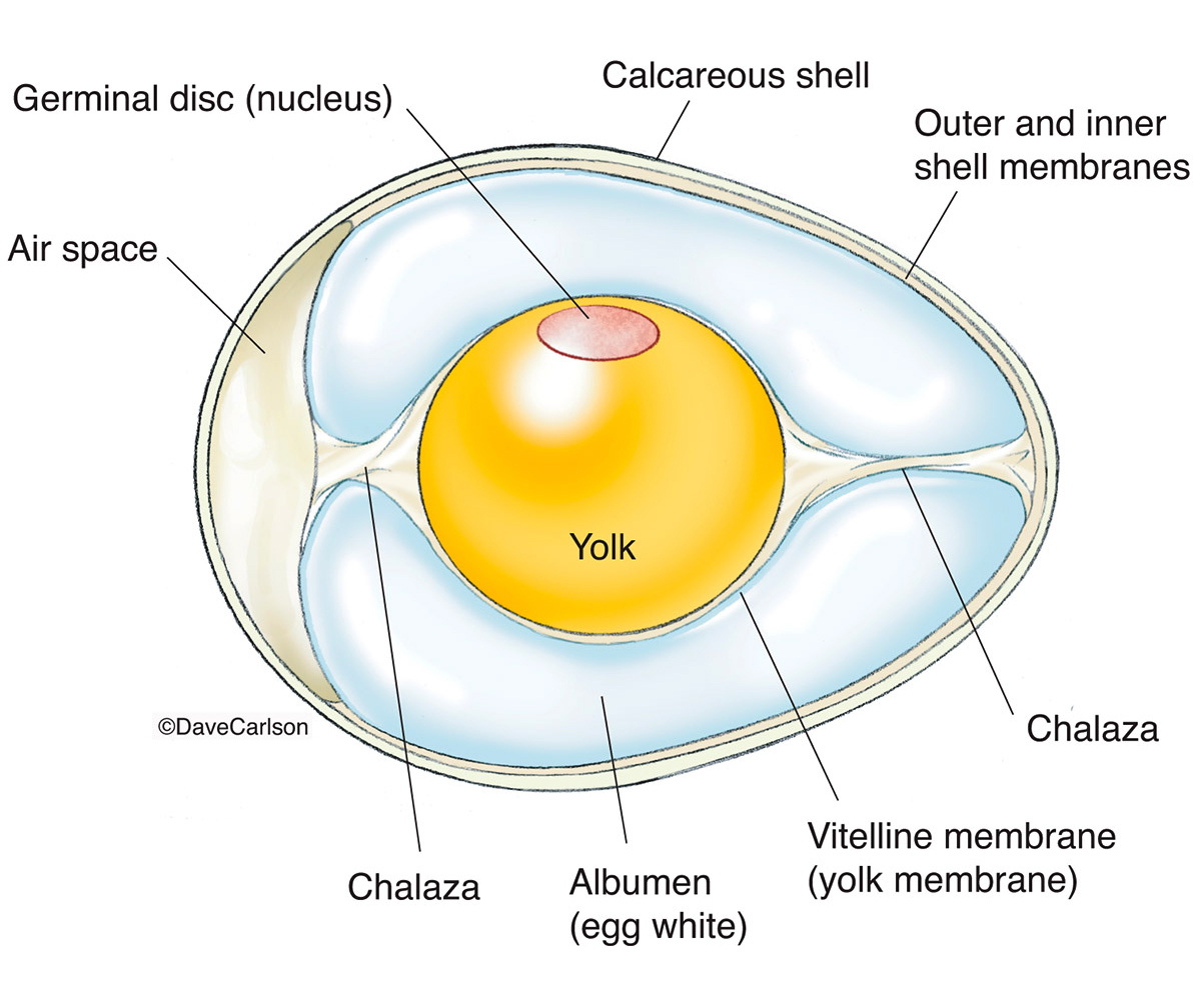 Illustration of the internal structure of a bird egg.