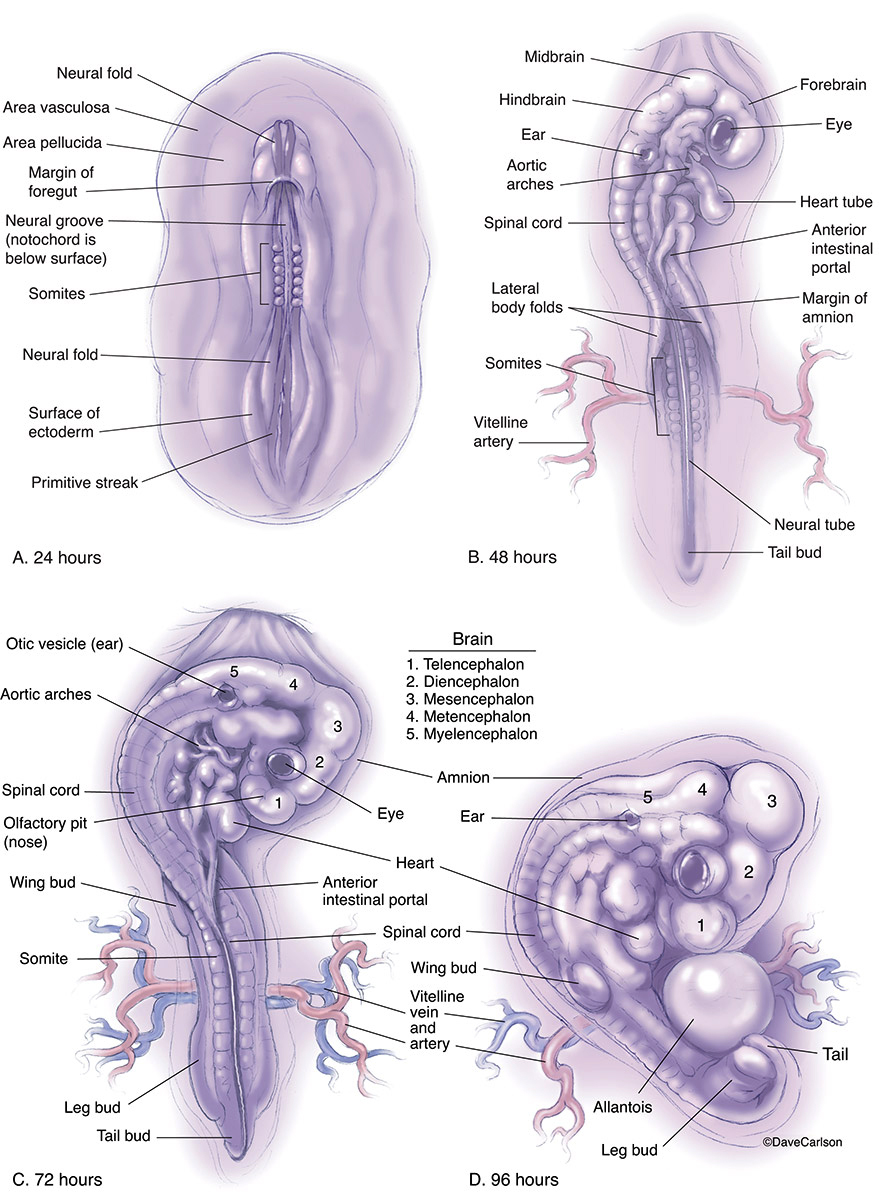 Illustration of representative vertebrate embryonic development.