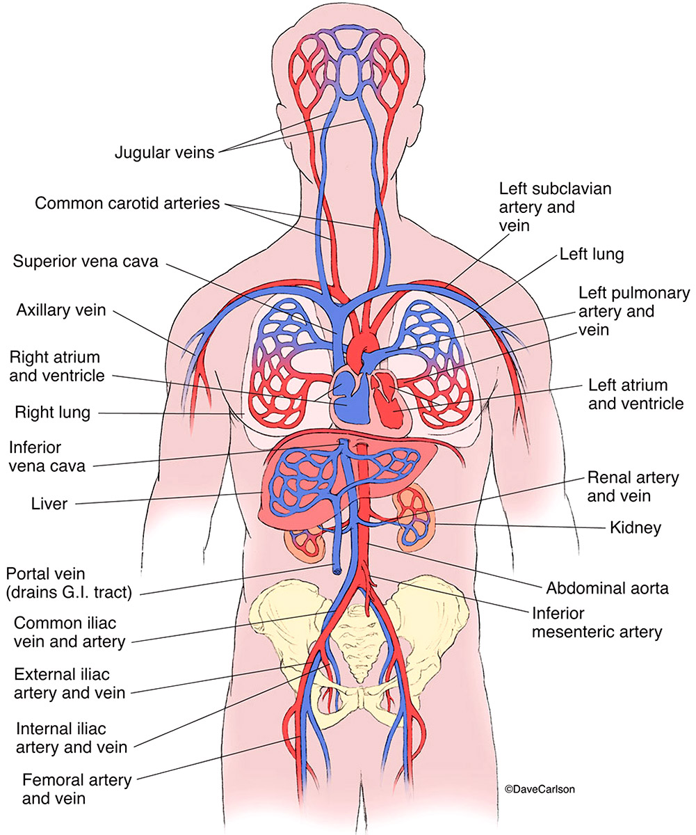 Illustration of a generalized overview of the cardiovascular system.