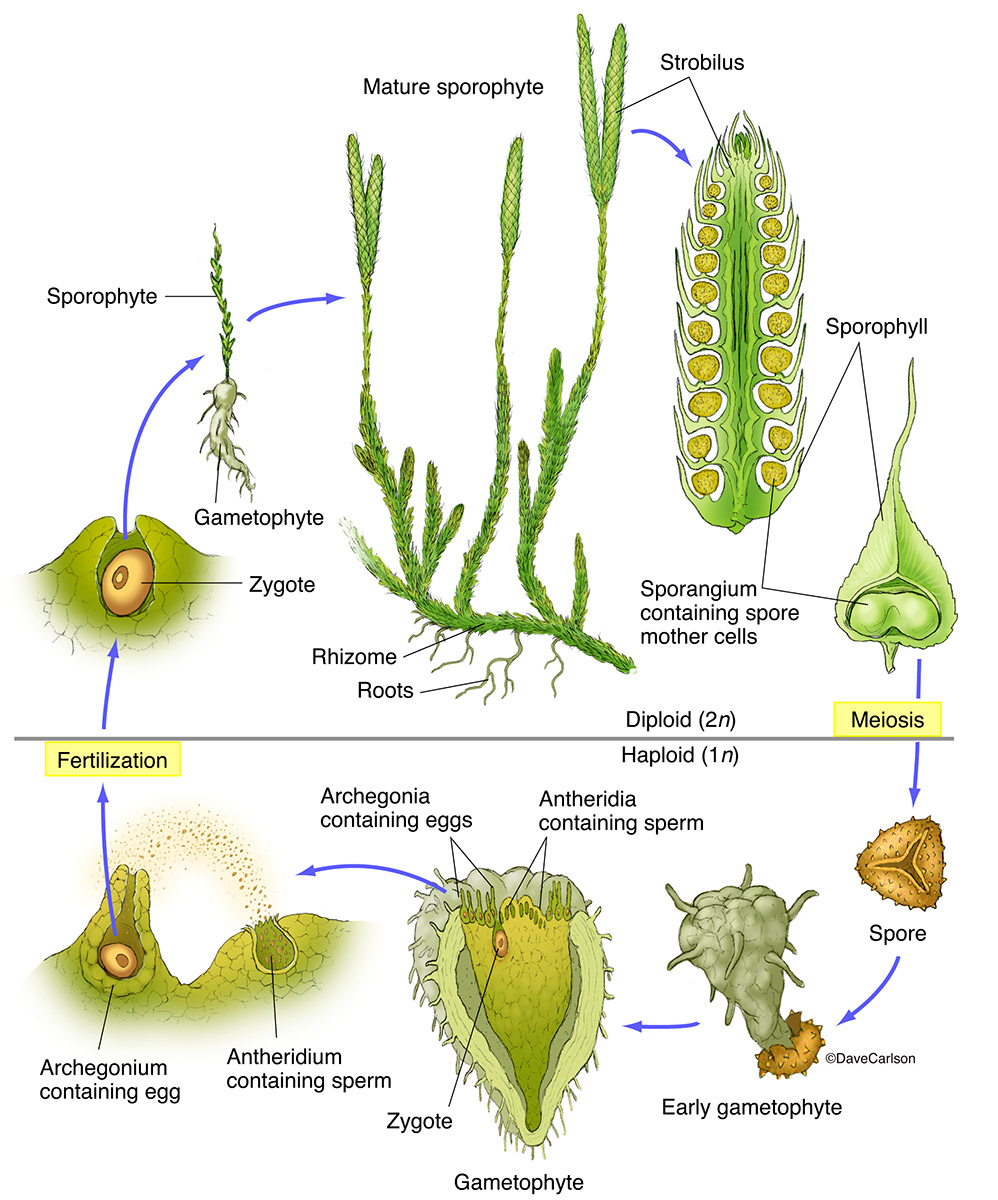 A Labelled Diagram Of A Moss