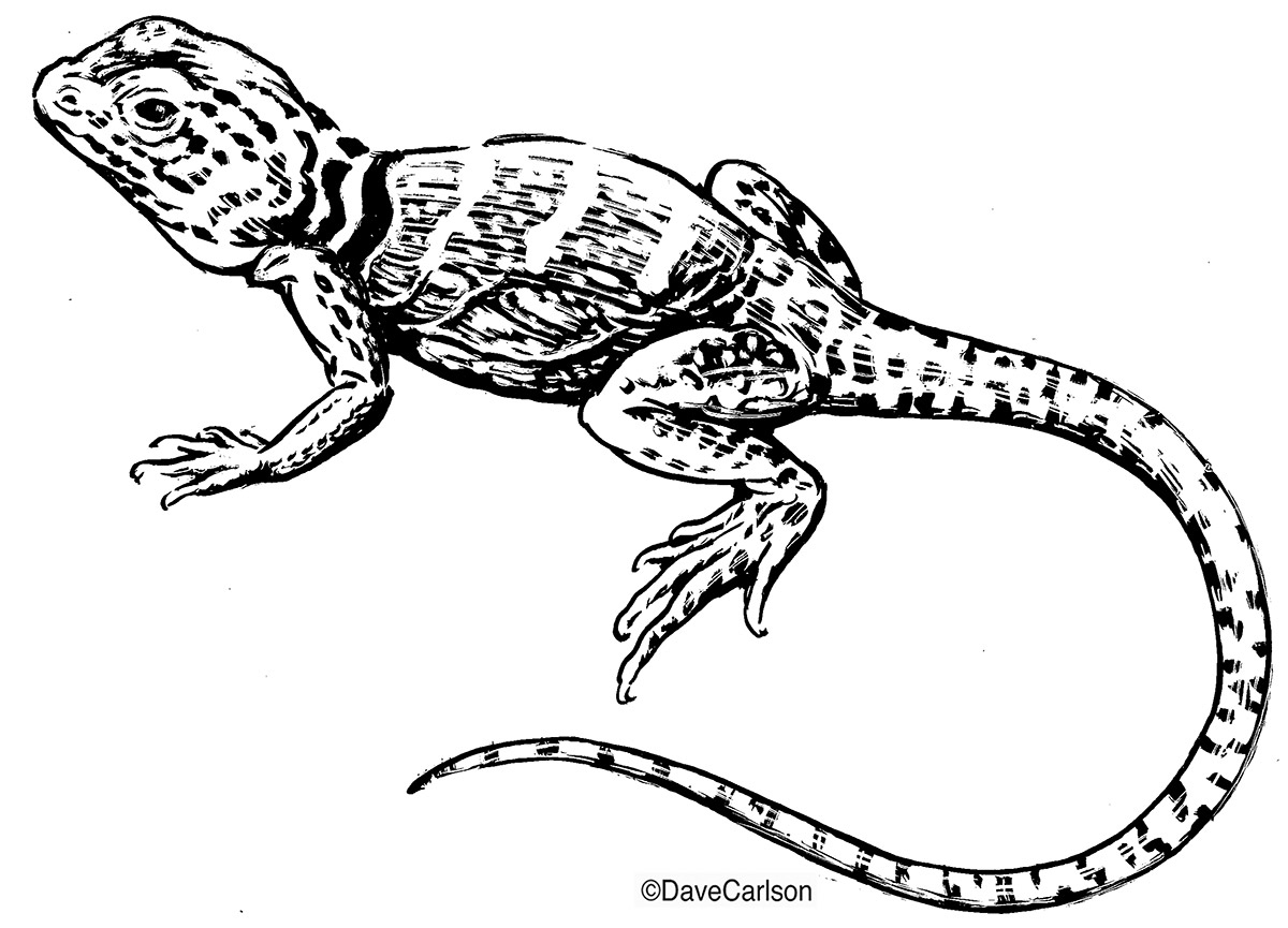 B&W ink drawing of an eastern collared lizard, also called a common or Oklahoma collared lizard