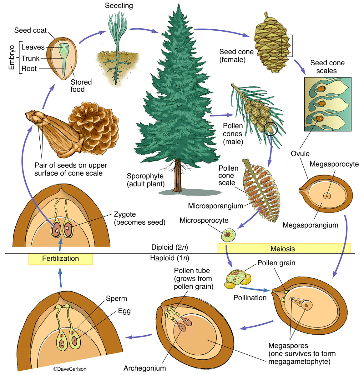 Illustration of the life cycle of a pine tree.