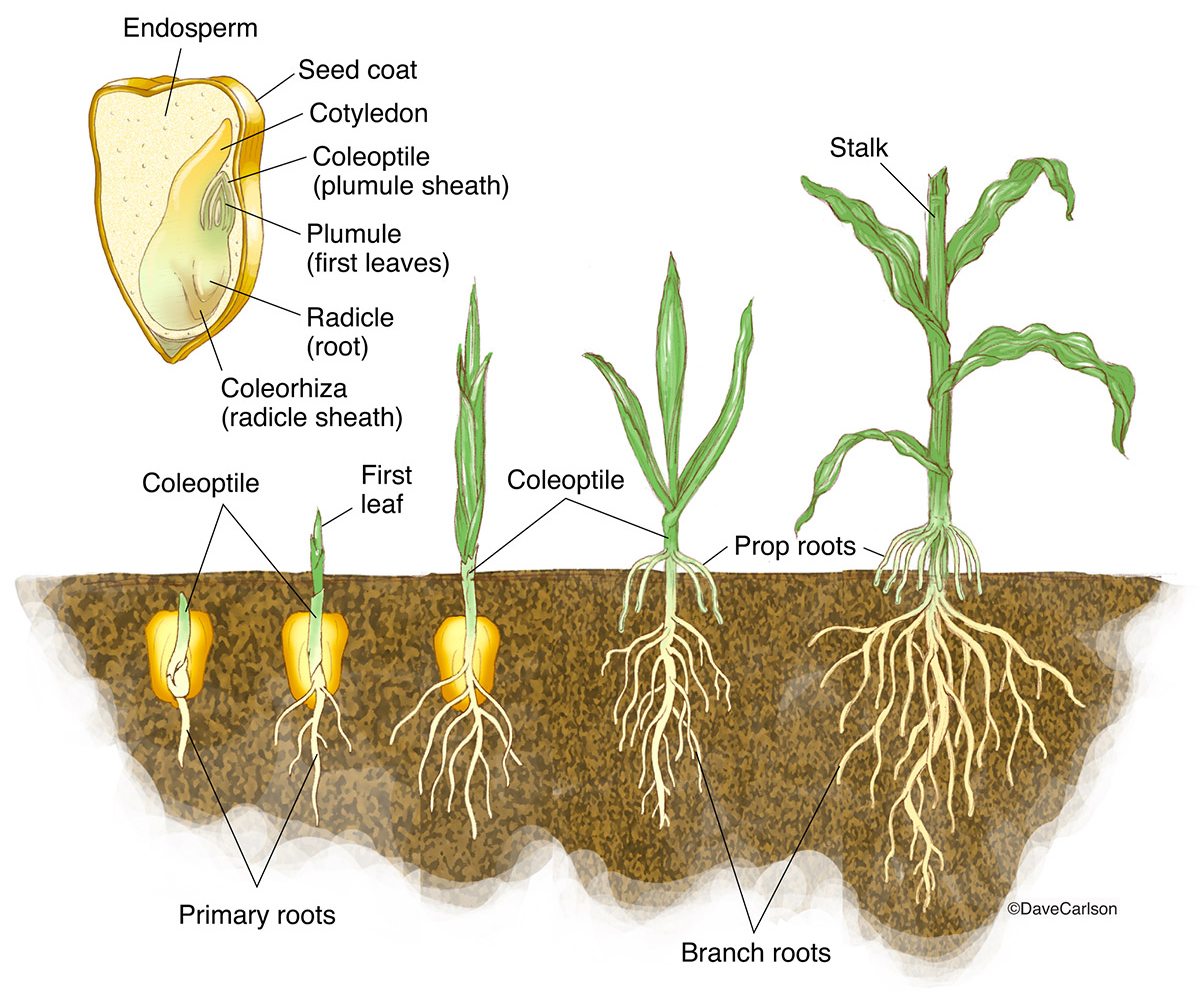 Illustration of the germination of a corn plant, which is a monocot.