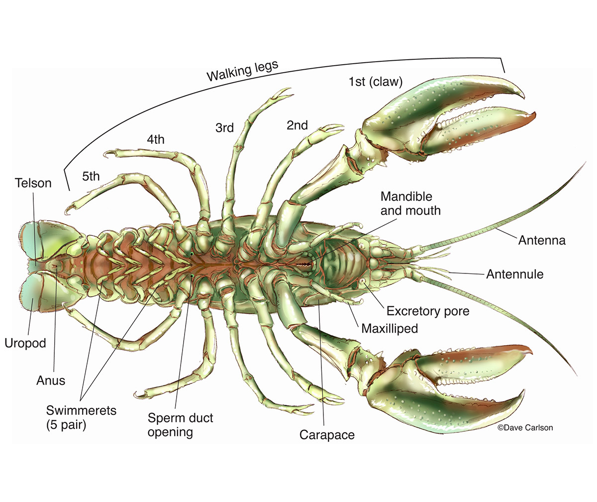 Illustration of the ventral structure of a freshwater crustacean.
