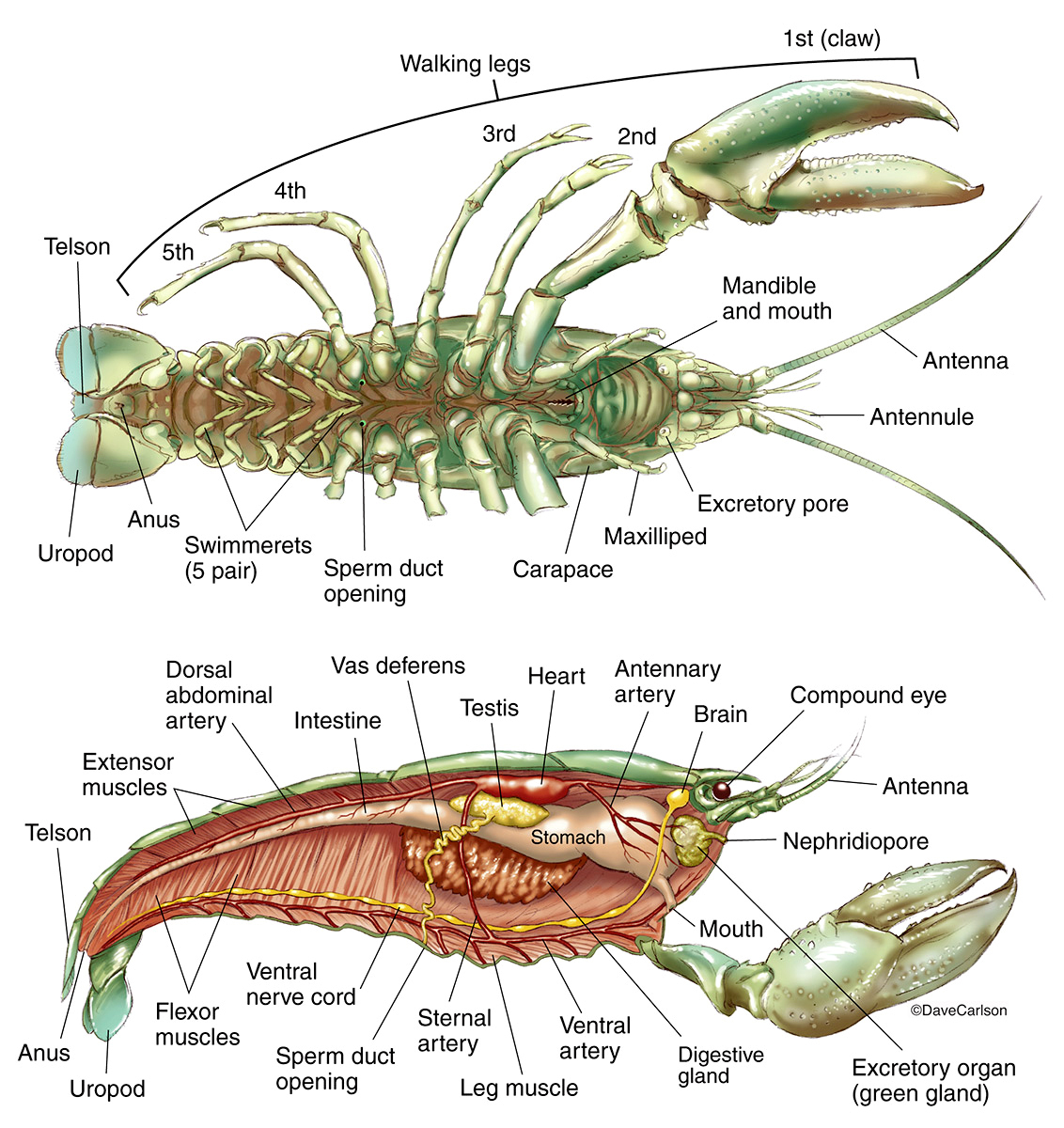 Illustration of the external and internal structure of a fresh water crustacean.