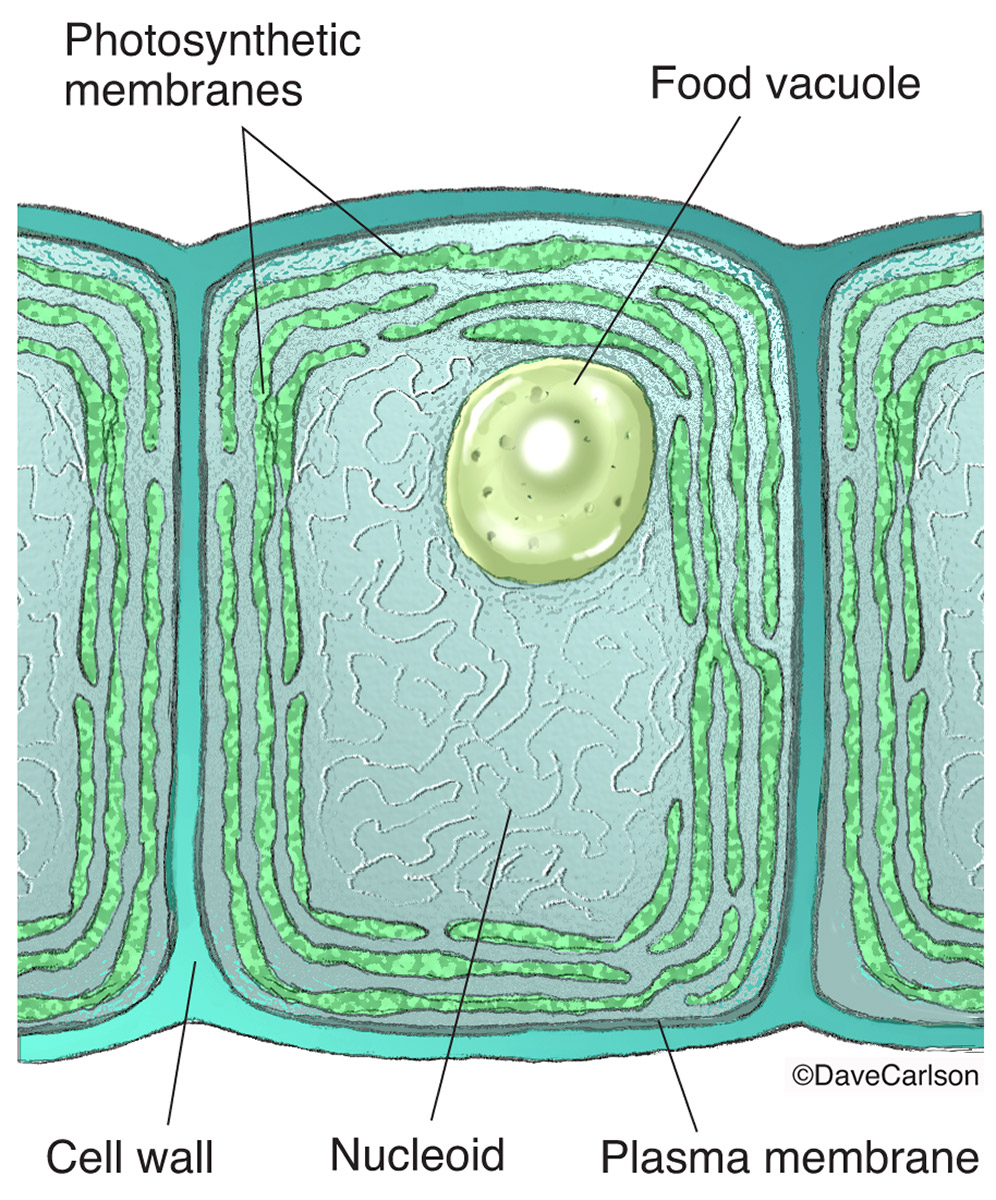 Illustration of cyanobacteria cells, which contain energy-producing photosynthetic membranes like the chloroplasts of green plants...