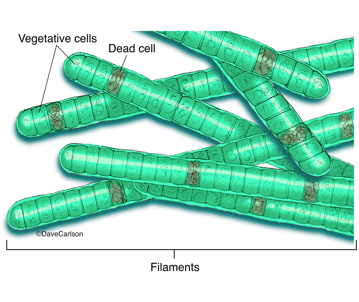 Illustration of cyanobacteria, which obtain their energy through photosynthesis.