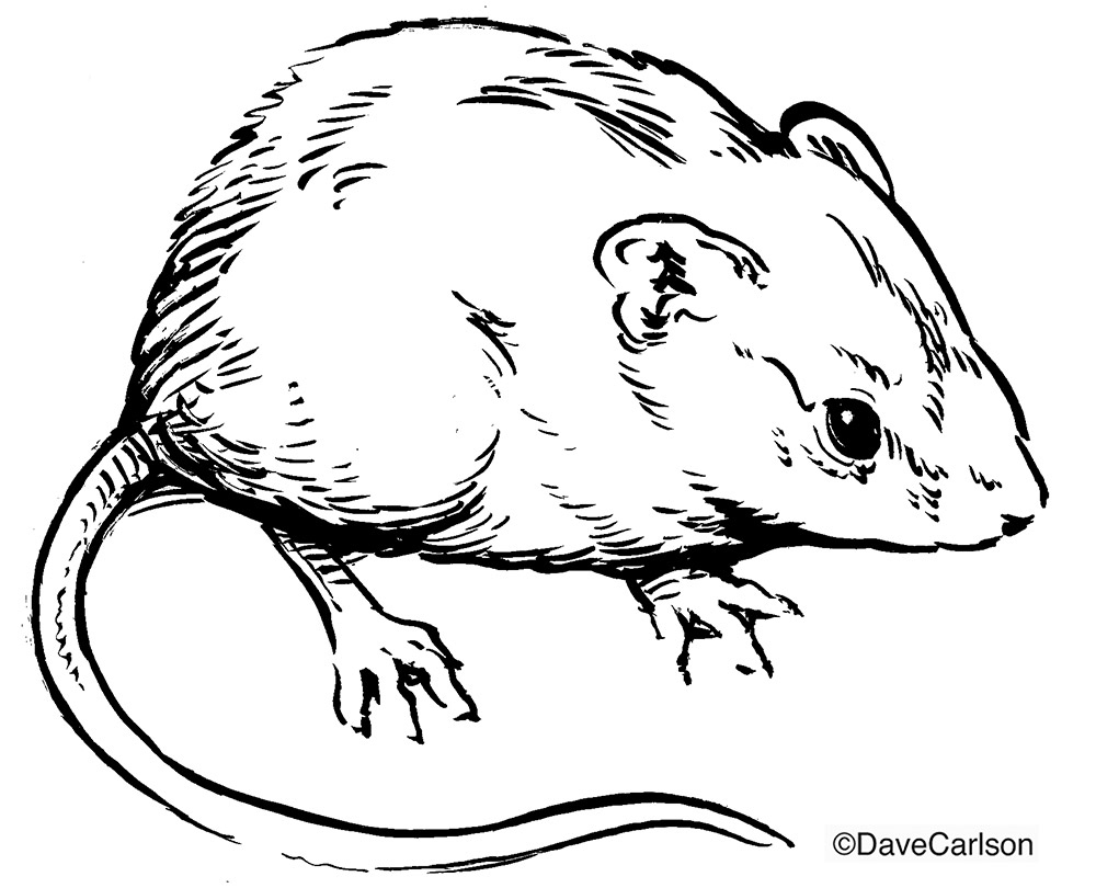 B&W ink drawing of a deer mouse