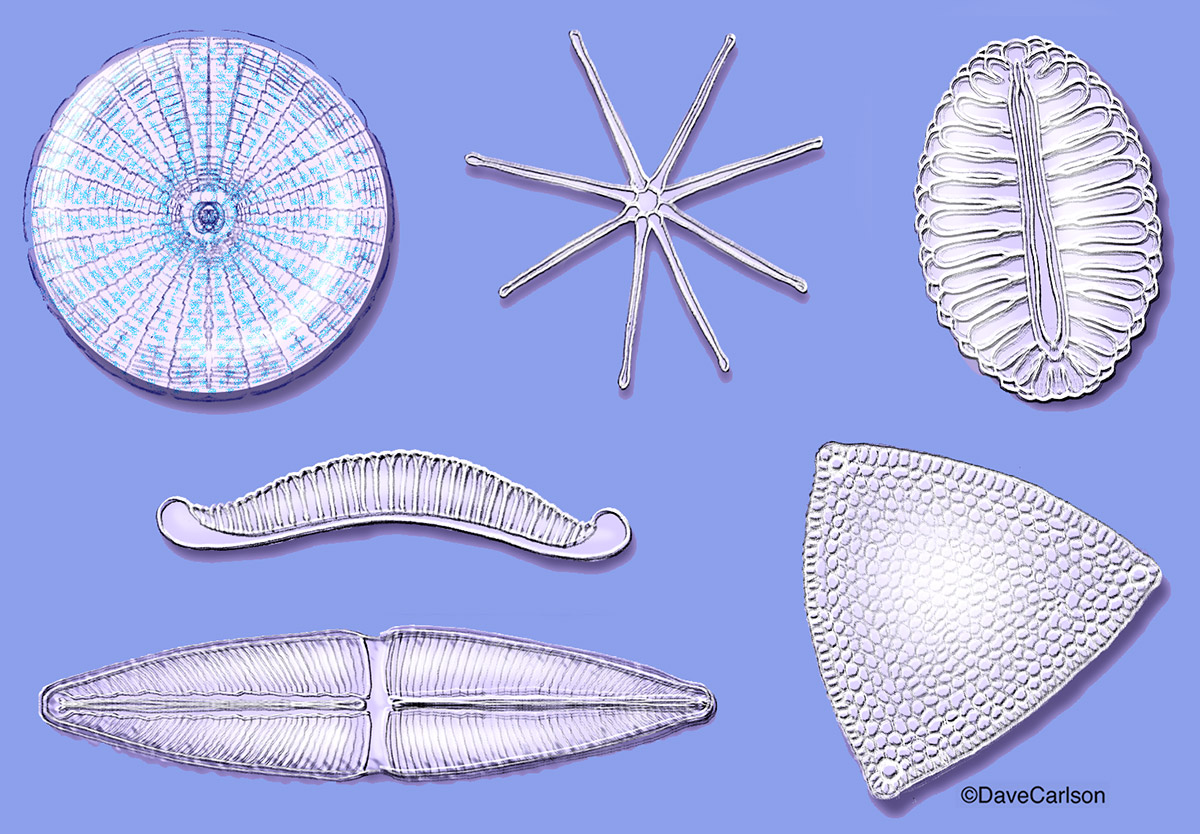 Illustration of the structure of common phytoplankton diatom algae.