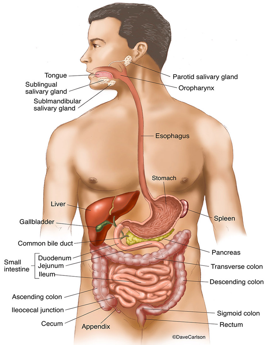 Illustration of the gastrointestinal organs and tract of the human body.