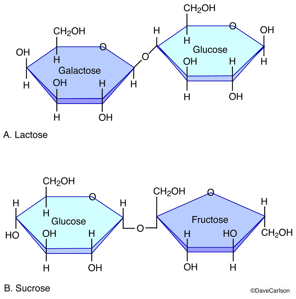 A Disaccharide Is Formed By The Chemical Bonding Of Asking List