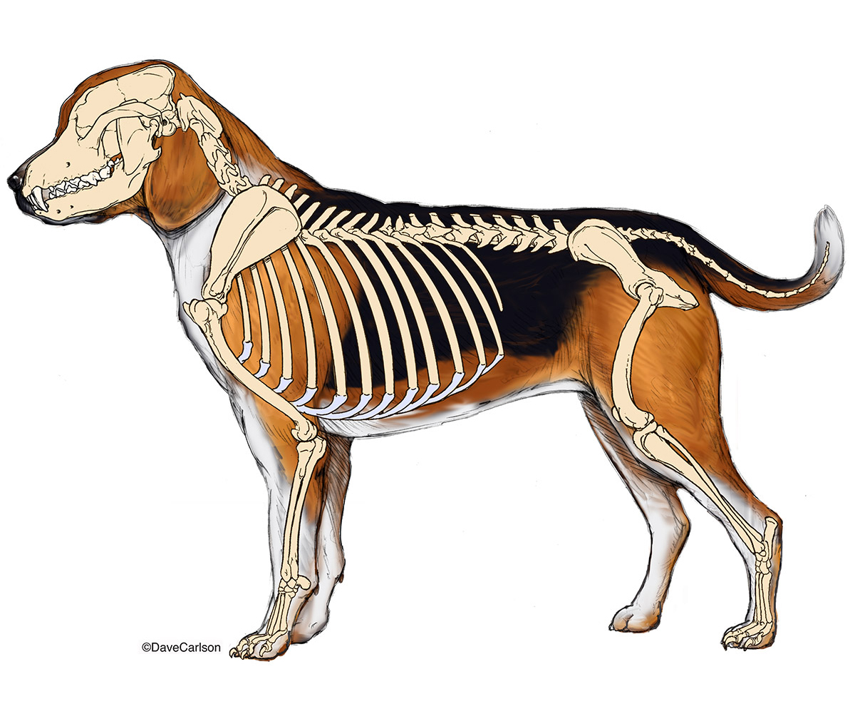 Особенности строения позвоночника собаки. Бигль анатомия. Бигль собака анатомия. Скелет бигля. Скелетная анатомия собаки.