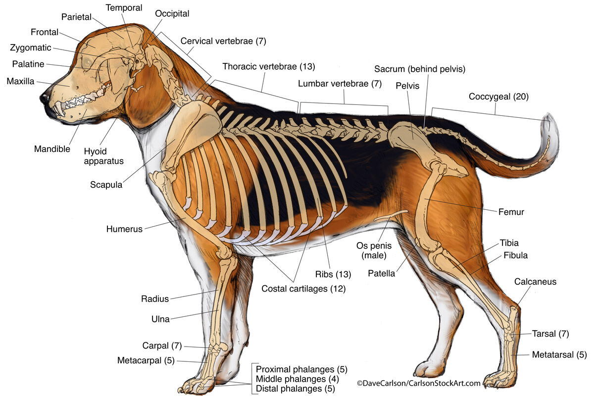 Canine skeleton - lateral view.