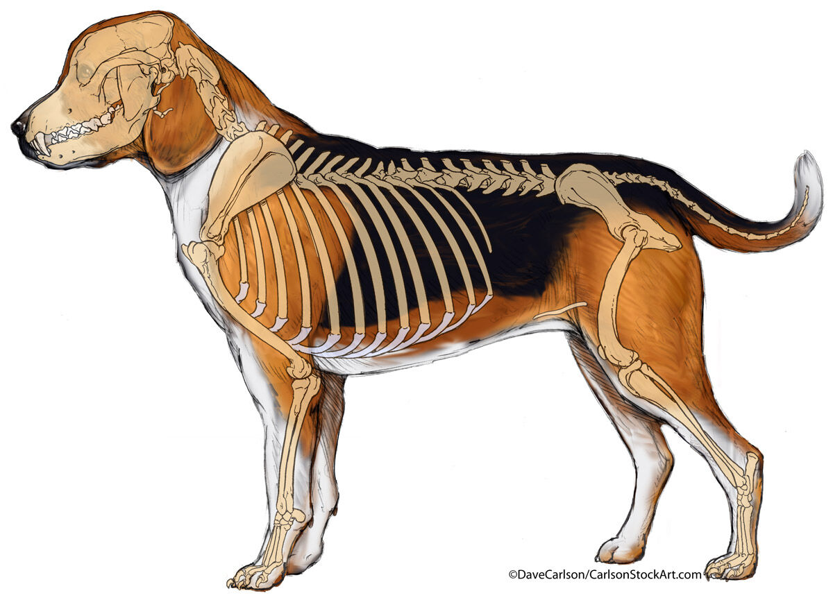 Canine skeleton - lateral view.