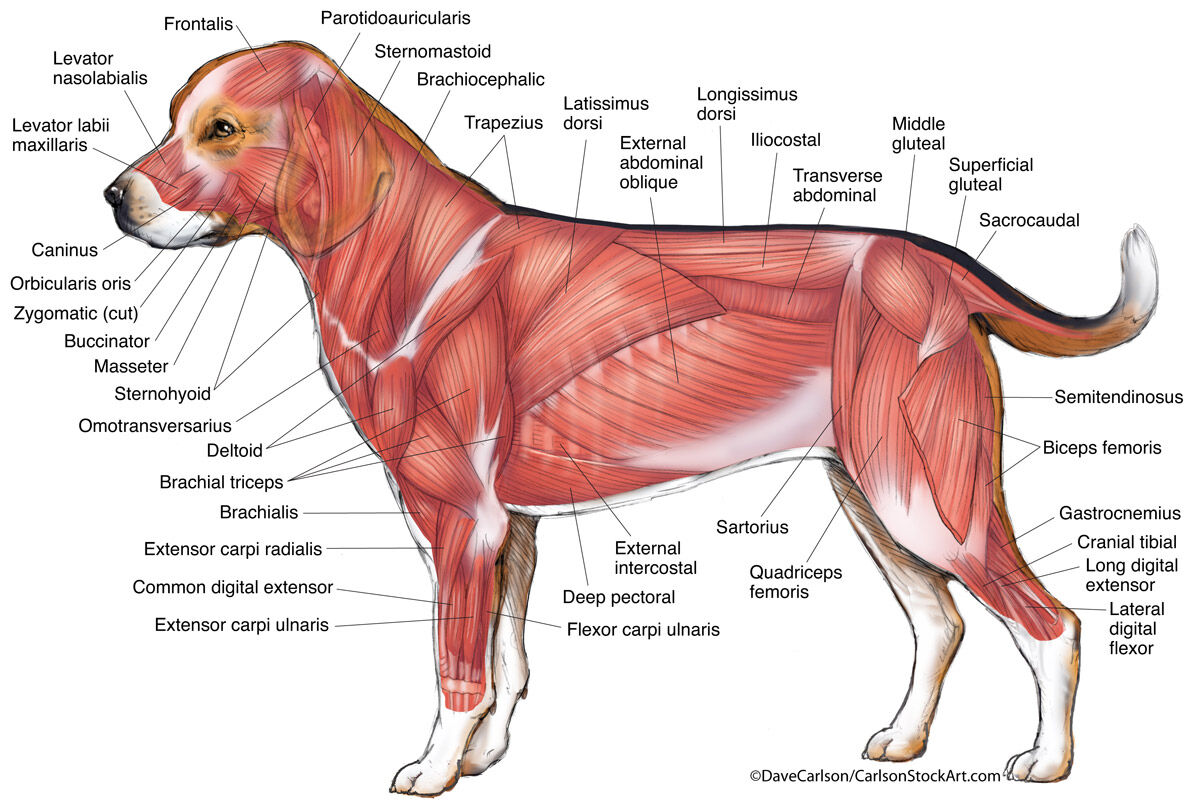 Illustration of canine superficial, lumbar and quadriceps musculature (lateral view).