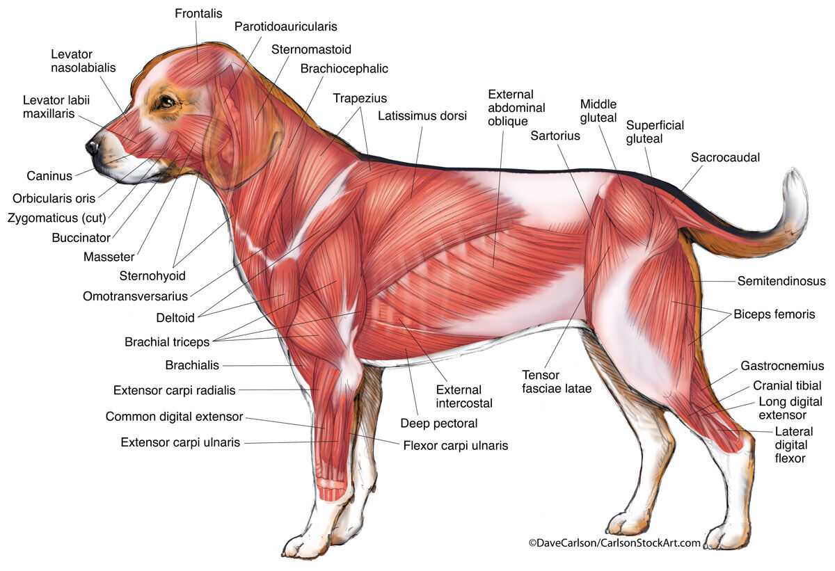 Illustration of canine superficial musculature (lateral view).