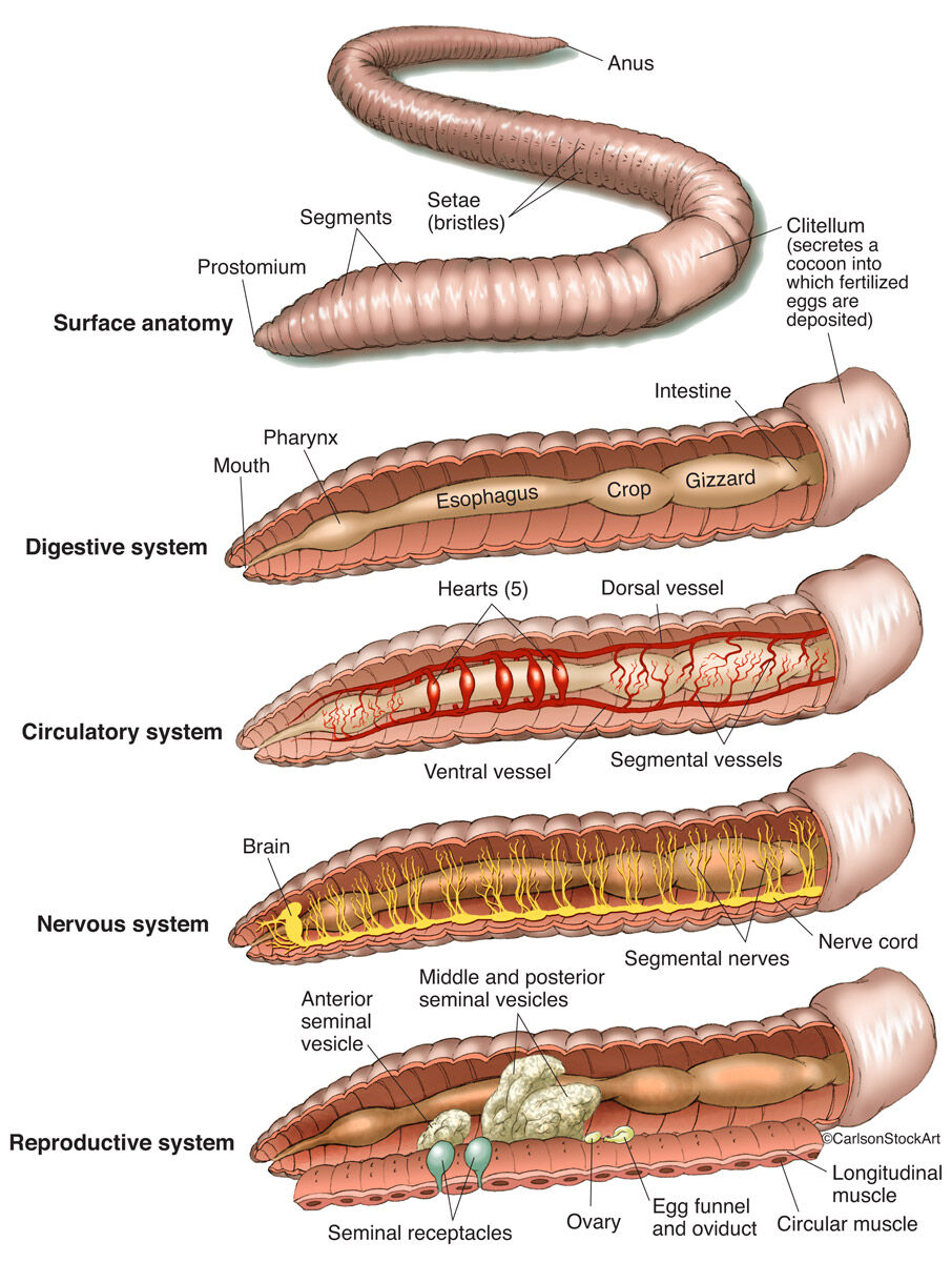 Illustration of the anatomy and structure of an annelid segmented worm.