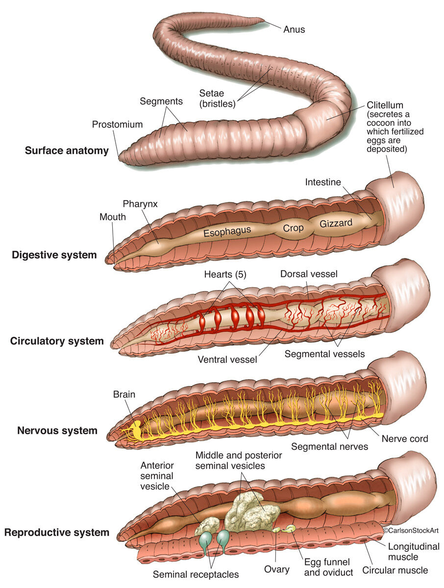 Earthworm Anatomy  Carlson Stock Art