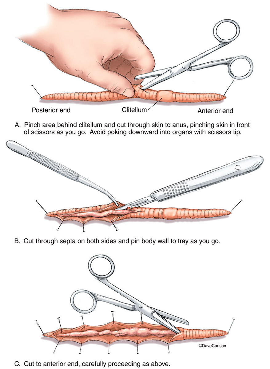 Illustration of earthworm dissection technique.