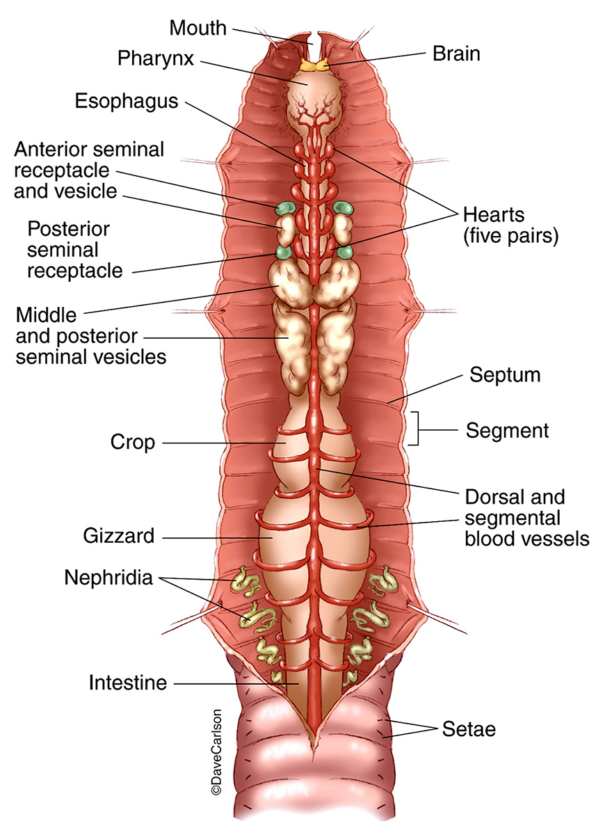Illustration of annelid (segmented worm) anatomy as viewed from above.