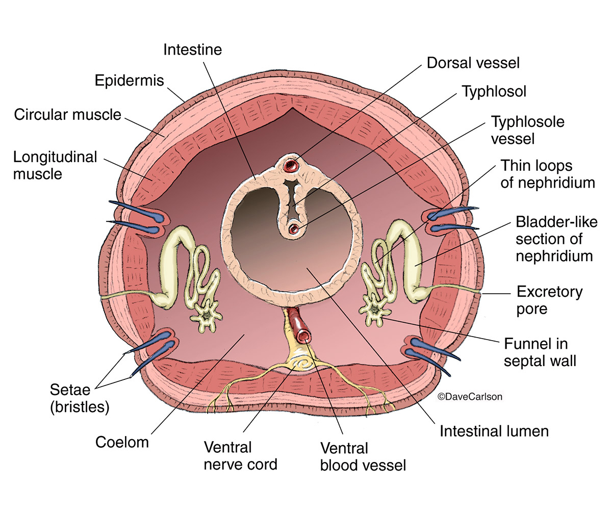 Earthworm Anatomy - Cross Section