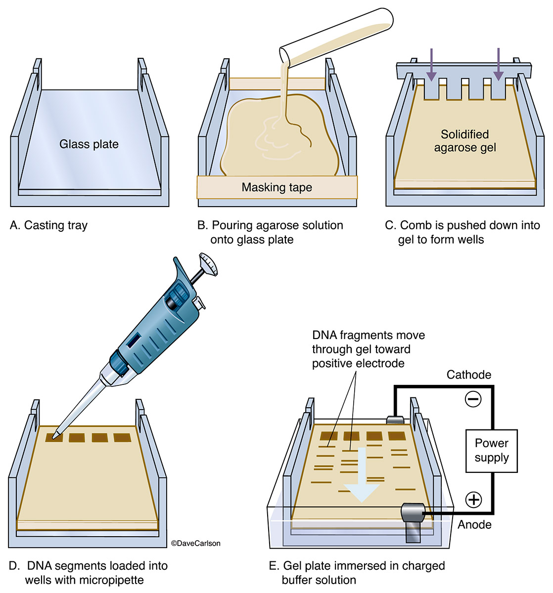 Step-by-step diagram showing how an electrophoresis sampling procedure is set up and results obtained.