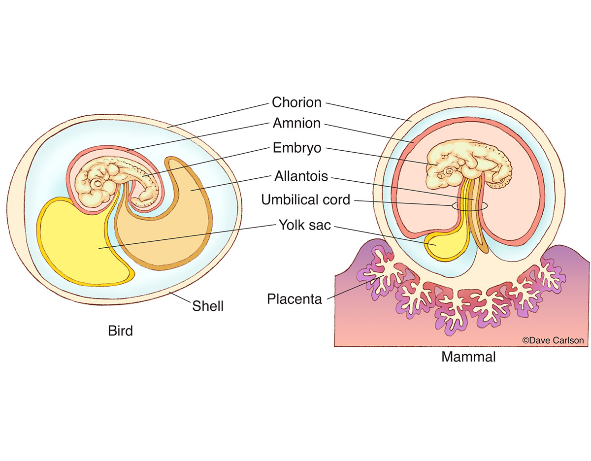 Illustration of embryonic membranes of bird and mammal.
