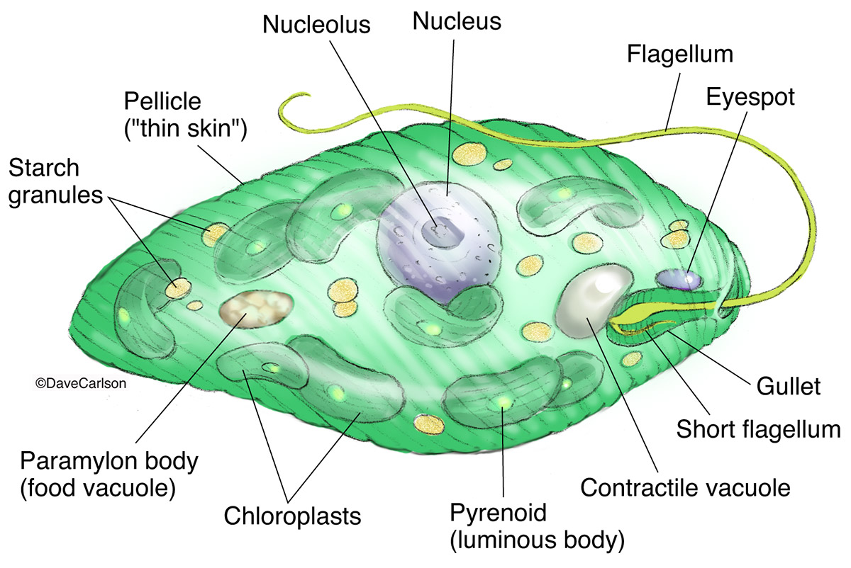 Illustration of a unicellular euglena protozoan, which is both plant-like and animal-like.