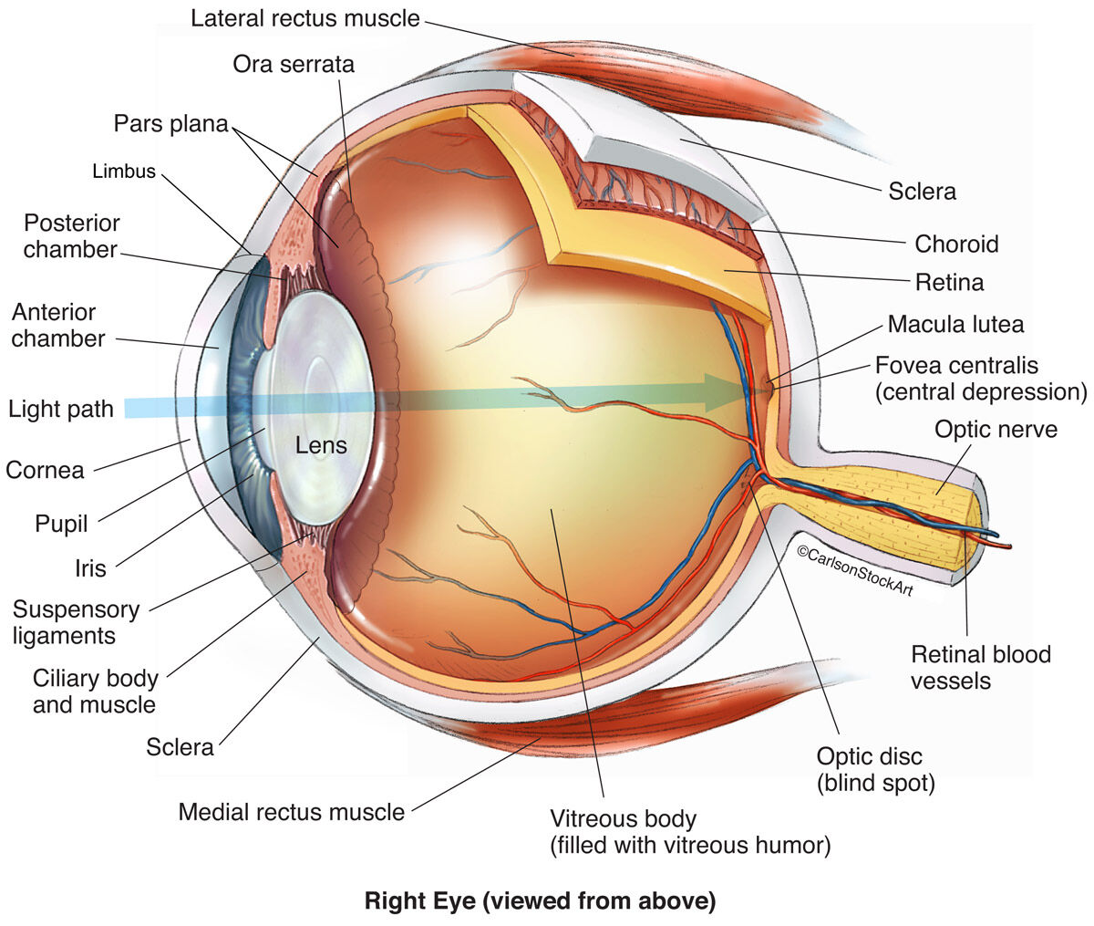 Anatomical structure of the human eye, with lateral and medial rectus muscles.