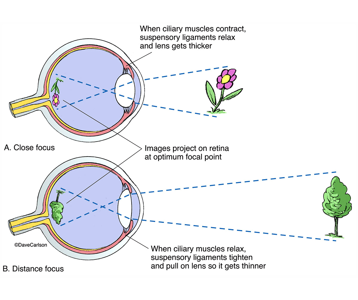 Illustration demonstrating how lens shape affects focus.