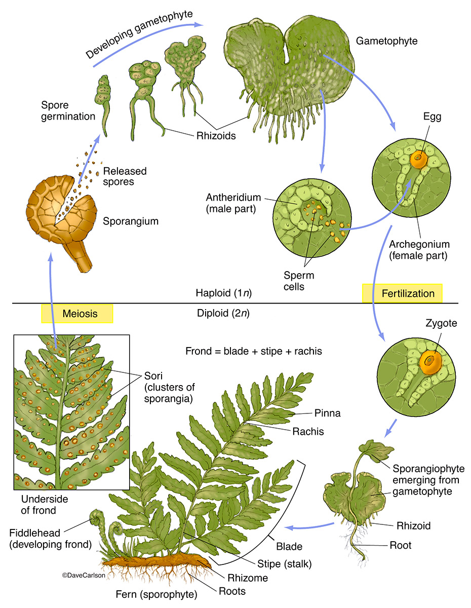 Ferns are vascular plants that reproduce via spores and have neither seeds nor flowers.