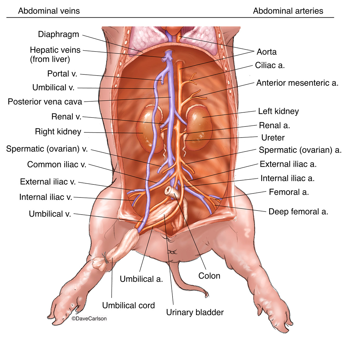 Illustration of main blood supply to and from the abdomen  of a fetal pig.
