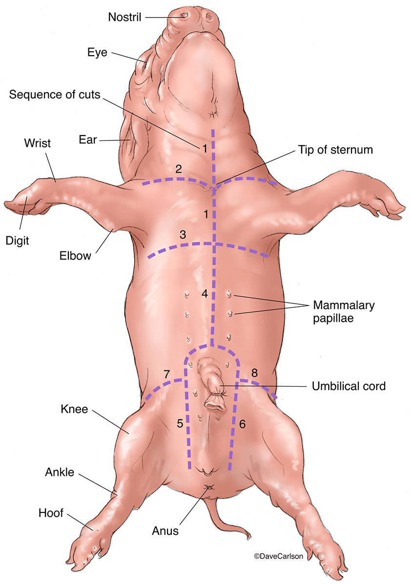 Illustration showing the initial incisions for fetal pig dissection.