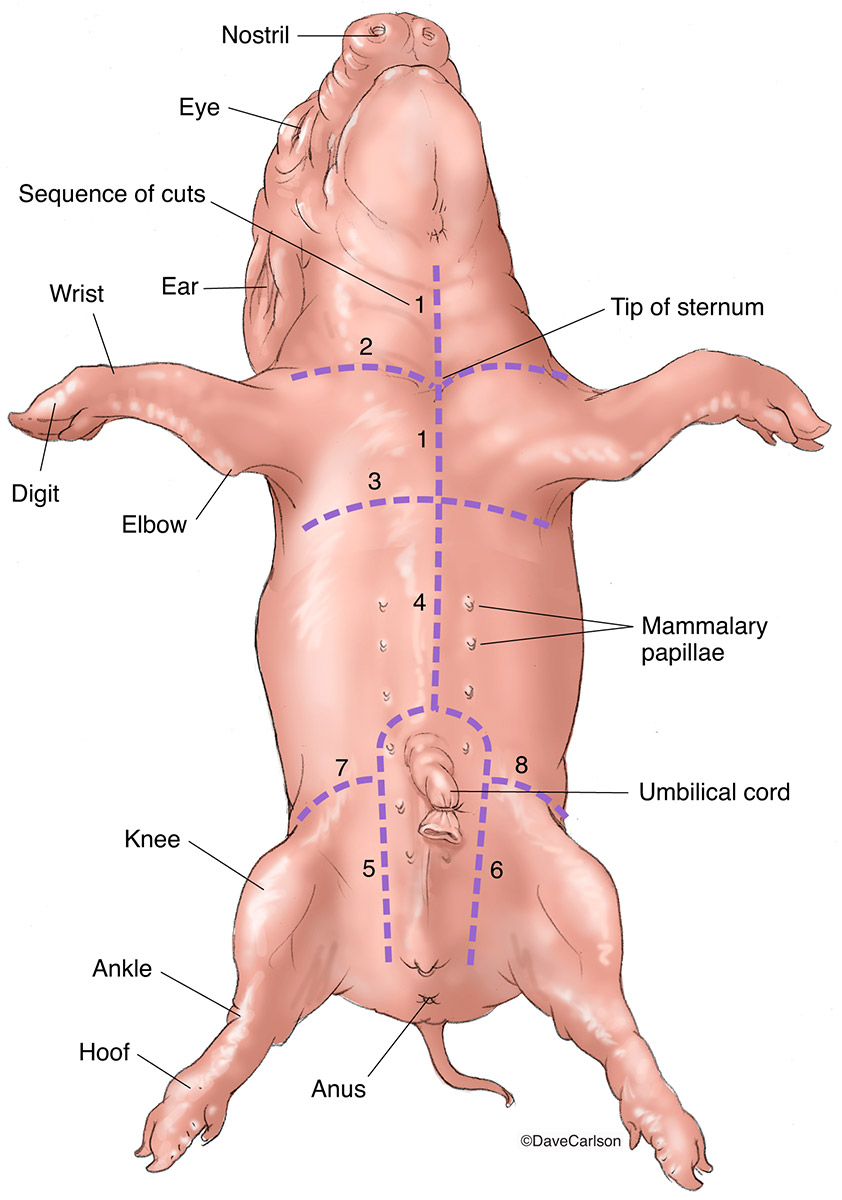 pig carving diagram