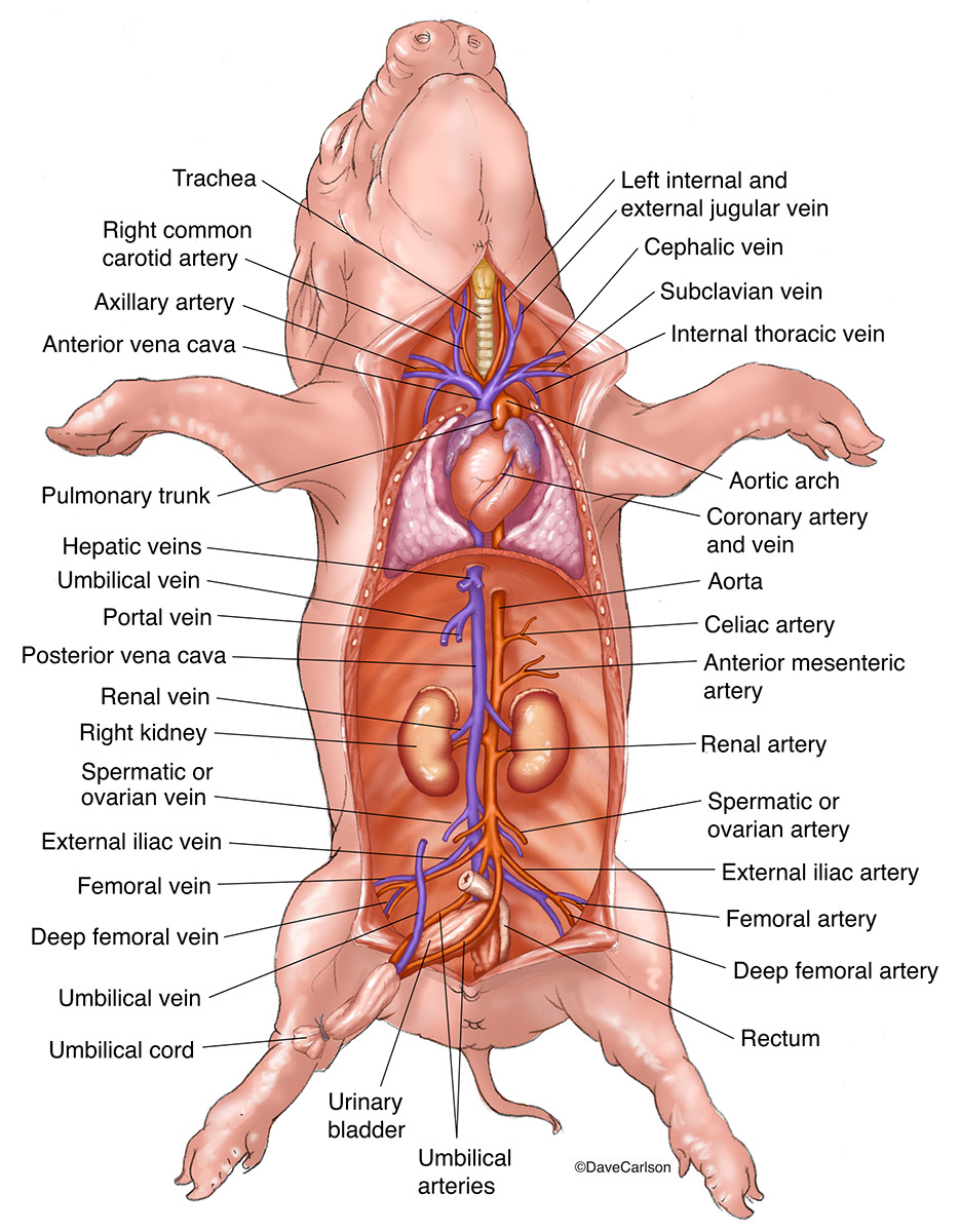 Overview of circulatory system of the fetal pig.