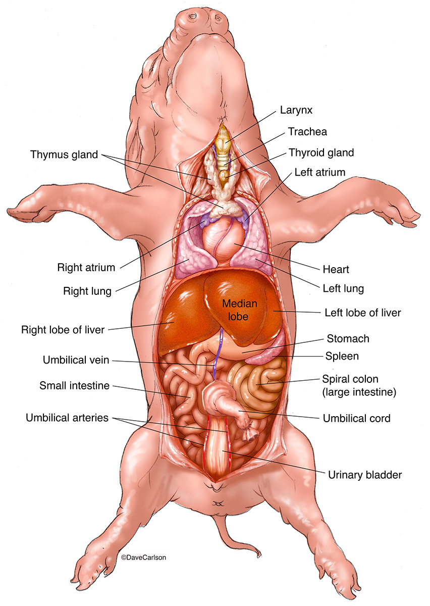 Illustration of ventral view of the major organs, in situ.