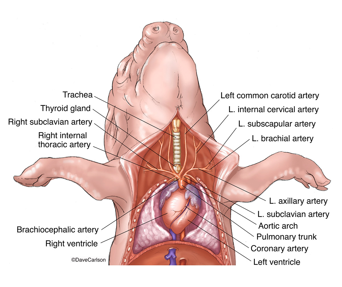 Illustration of the&nbsp;neck arteries.