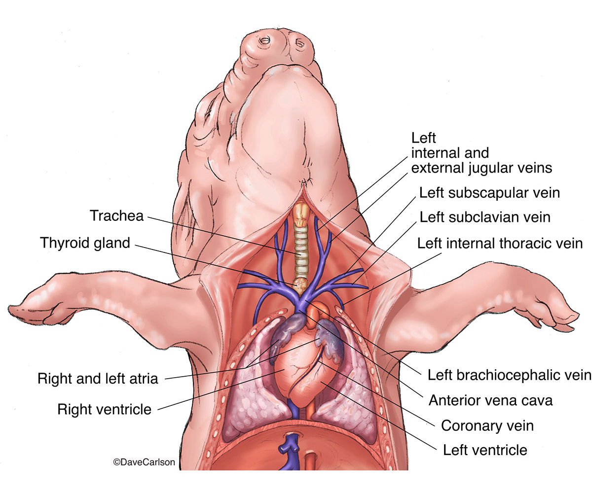 Illustration of the neck veins of a fetal pig.