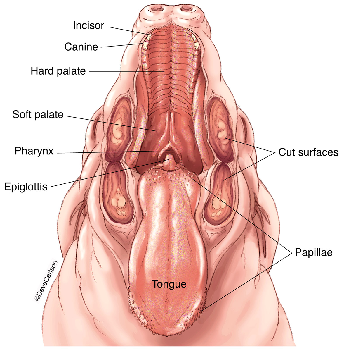 Illustration of the oral cavity structures of the fetal pig.