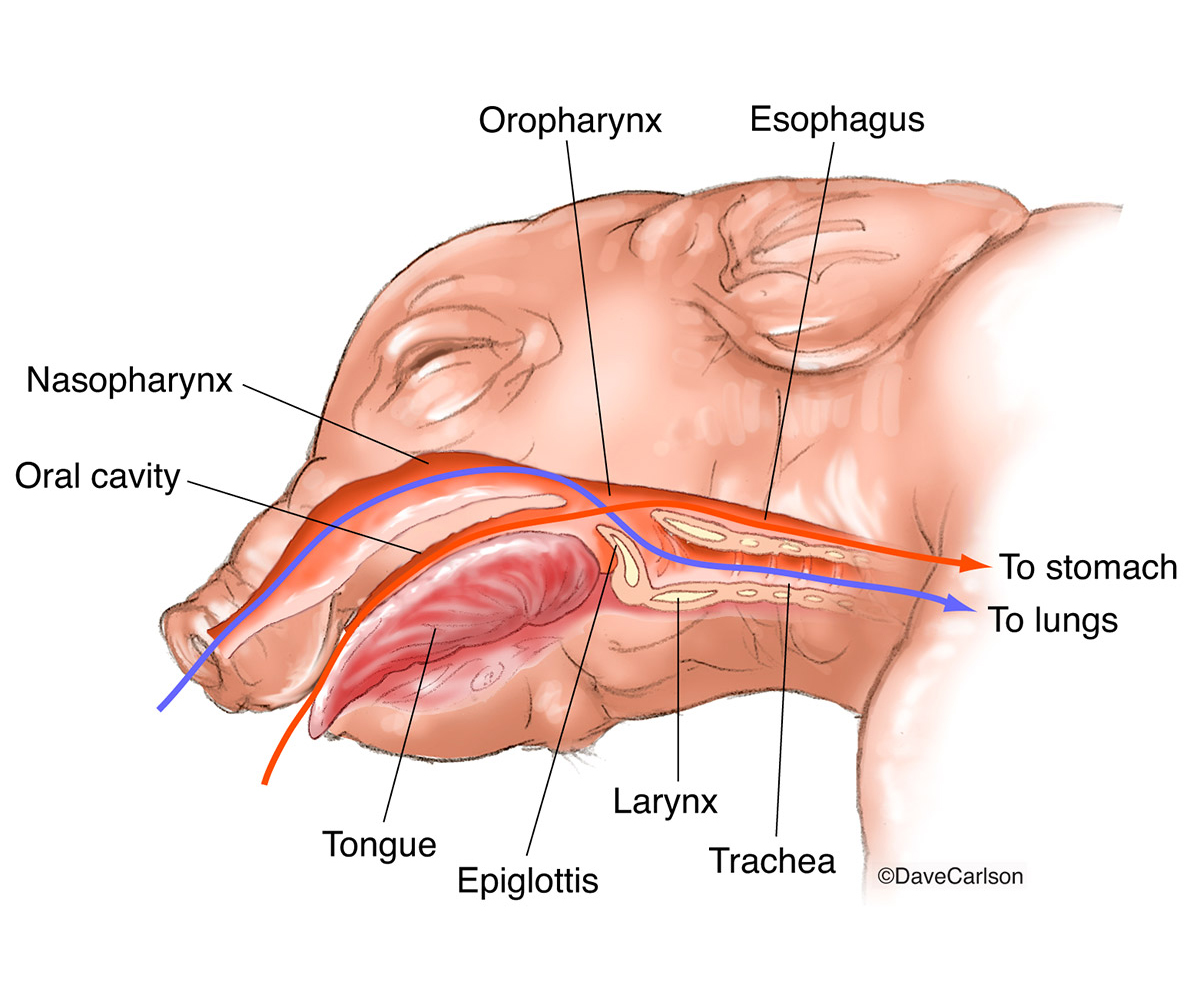 Illustration of the oral and nasal structures in the fetal pig head.